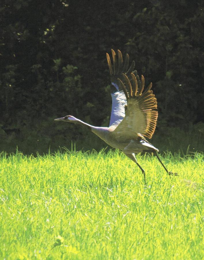 Noclegi Zdzislaw Sieradzki Zbiczno ภายนอก รูปภาพ