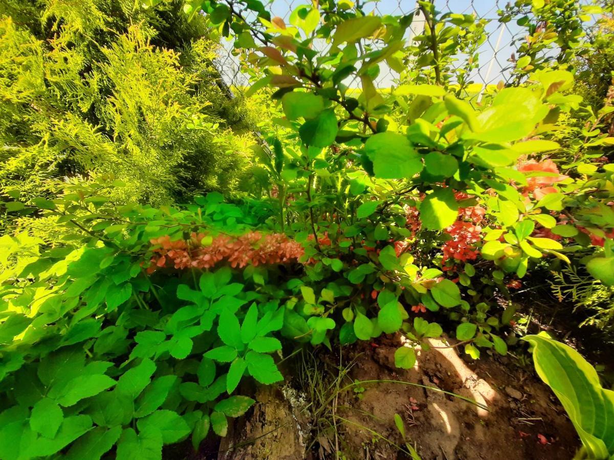 Noclegi Zdzislaw Sieradzki Zbiczno ภายนอก รูปภาพ