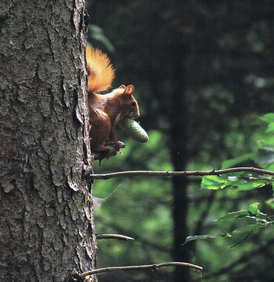Noclegi Zdzislaw Sieradzki Zbiczno ภายนอก รูปภาพ