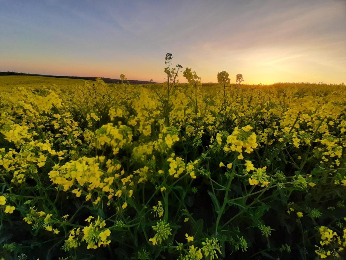 Noclegi Zdzislaw Sieradzki Zbiczno ภายนอก รูปภาพ