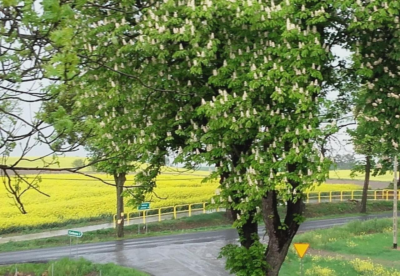 Noclegi Zdzislaw Sieradzki Zbiczno ภายนอก รูปภาพ
